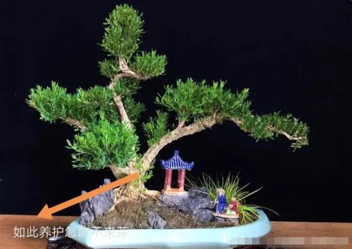 黄杨老桩盆景的养护方法,黄杨老桩不套袋怎么发芽