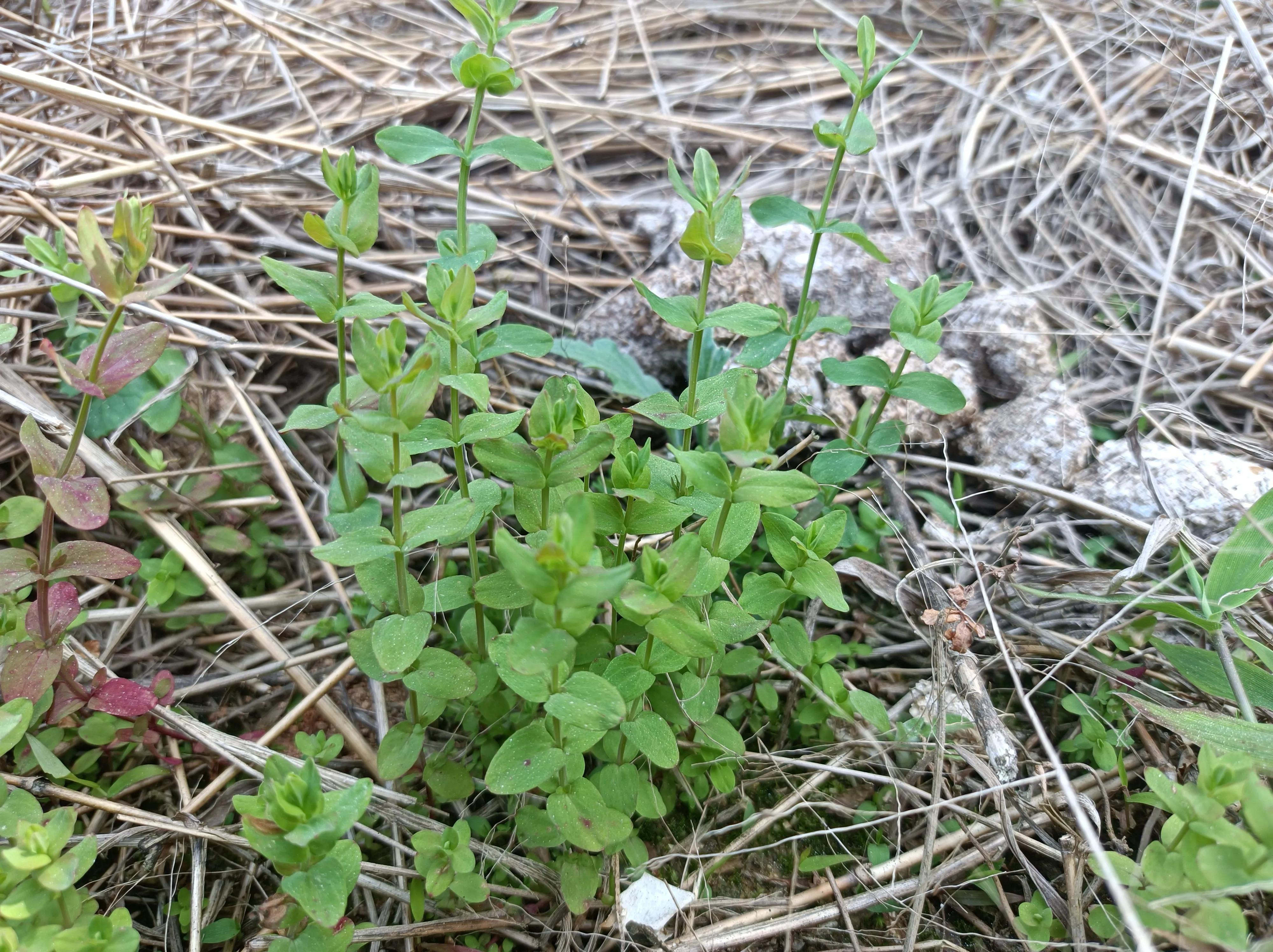 中草药田基黄是否能治疗乙型肝炎,田基黄全草图片功效与作用