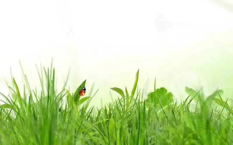 “牙疼不是病”（杂文）「文/张天兴」