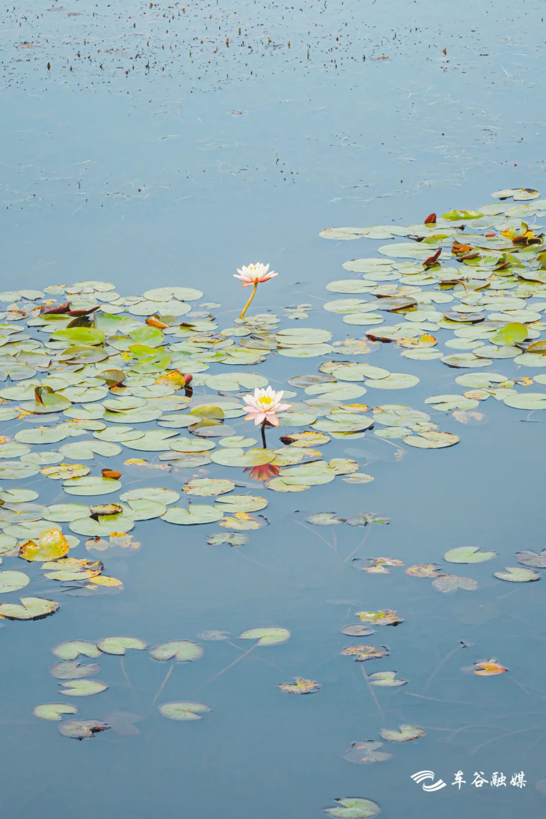 秋日暖阳骑行绿道,骑车绕城绿道值得打卡的推荐