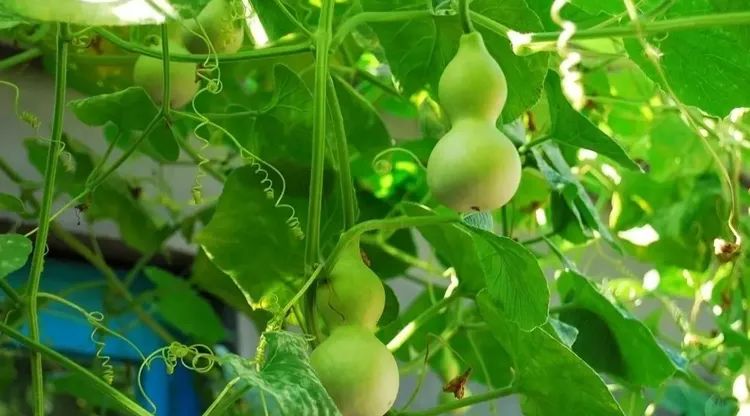 中国最能代表福气的植物,中国十大吉祥植物排行榜