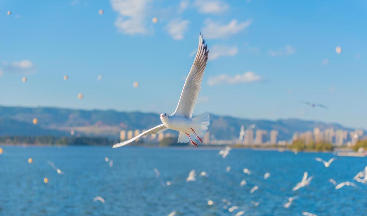 放飞梦想自由成长800字作文,放飞梦想自由翱翔的句子