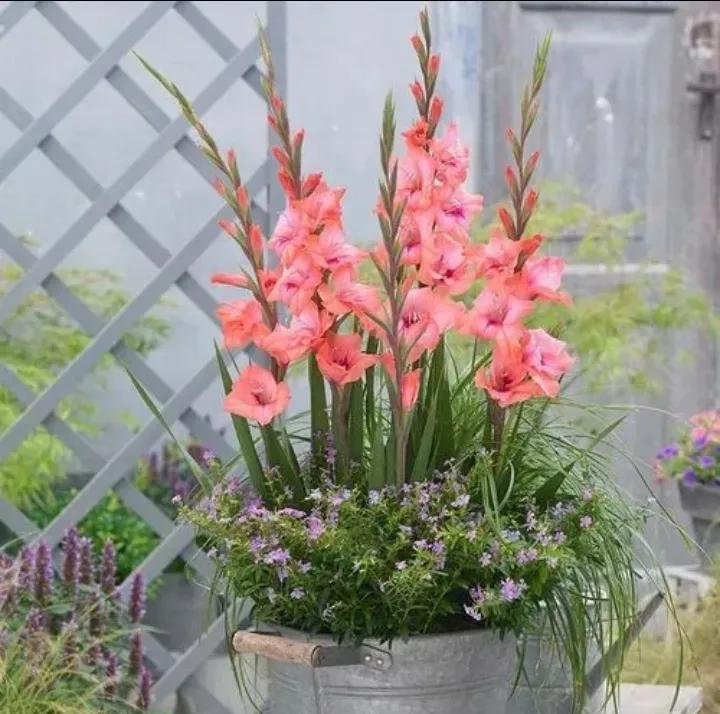 大红袍兰花是什么品种,兰花的品种什么最好