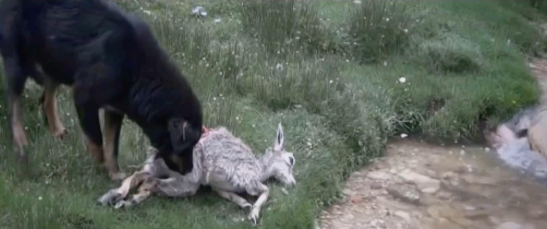 藏獒:中国的郁金香泡沫