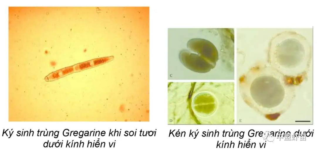 水产养殖中对虾的病害有哪些图片,养虾人必读对虾虾病判断的小技巧