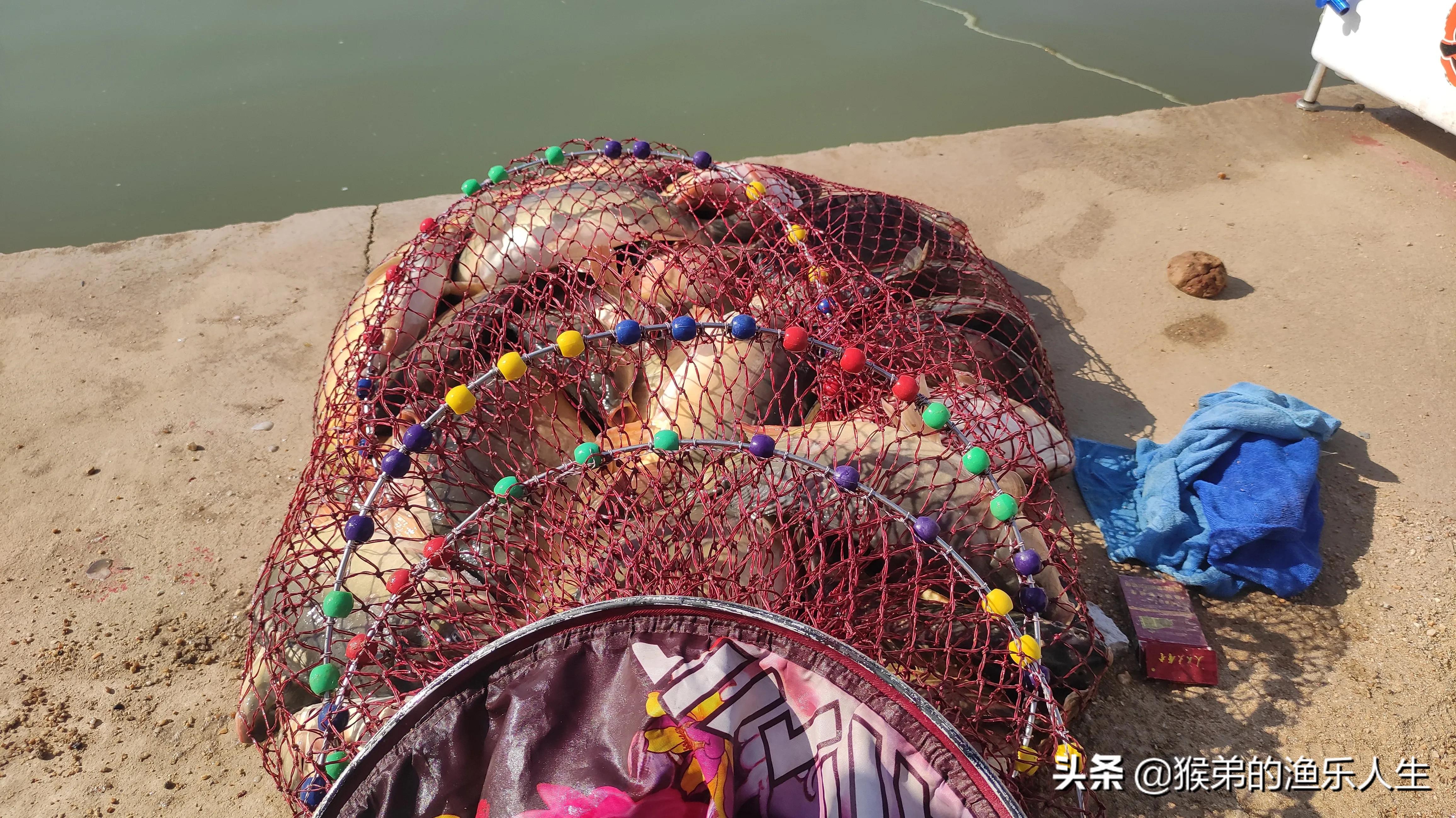 丸九饵料为什么不能揉打,丸九饵料为什么没有腥味