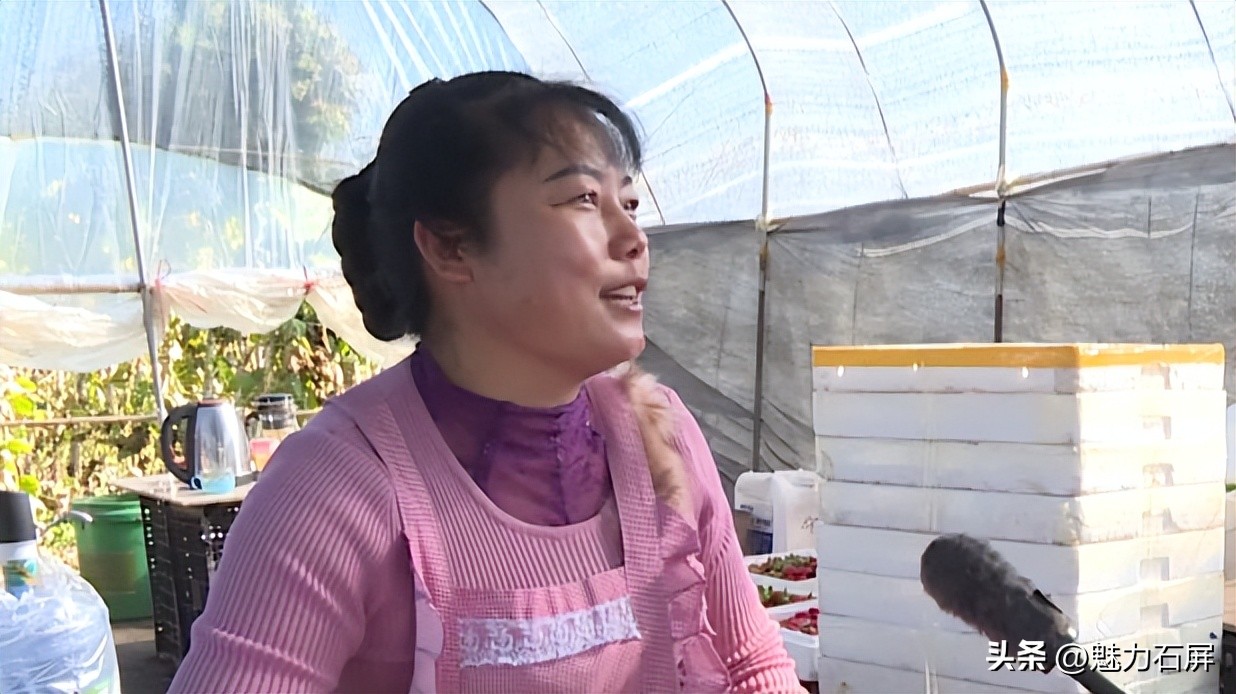 周末打卡地|去看“管道树”上的草莓and去摘冬日的第一颗草莓