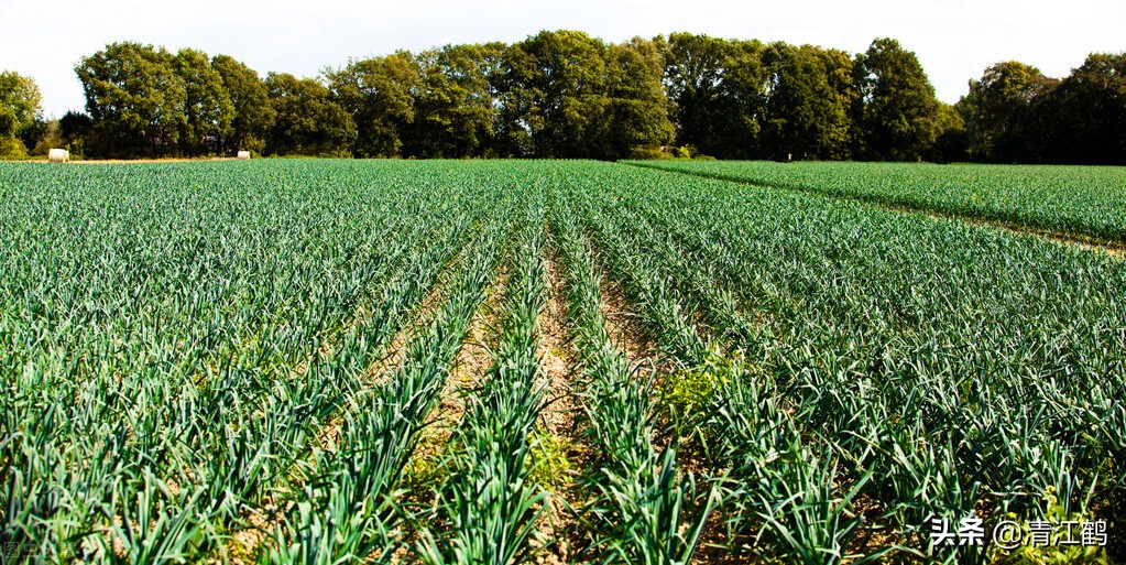 蒜苗叶尖发红怎么处理,蒜苗叶子发紫怎么防治