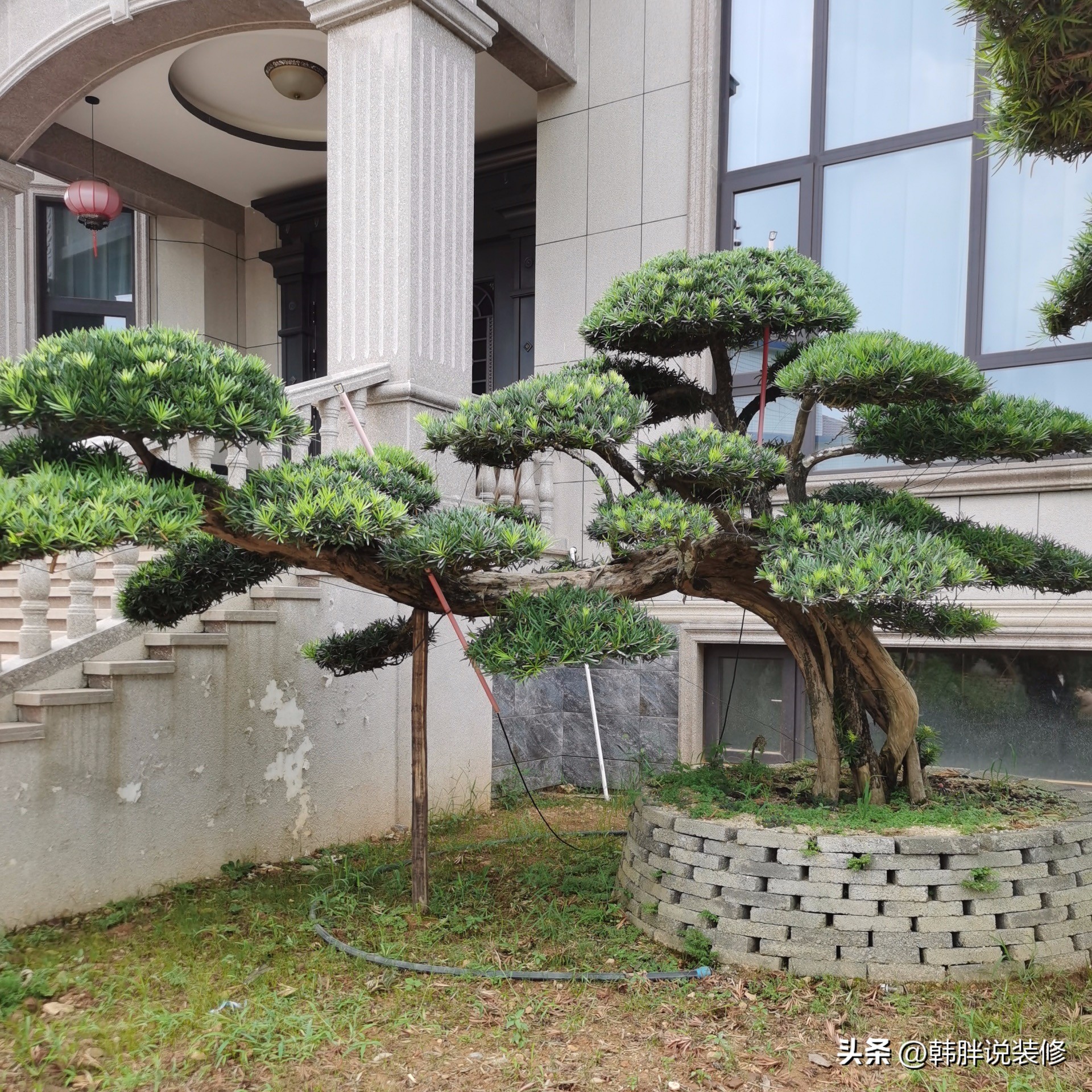 房前屋后种什么名贵树旺宅,房前栽什么招财运