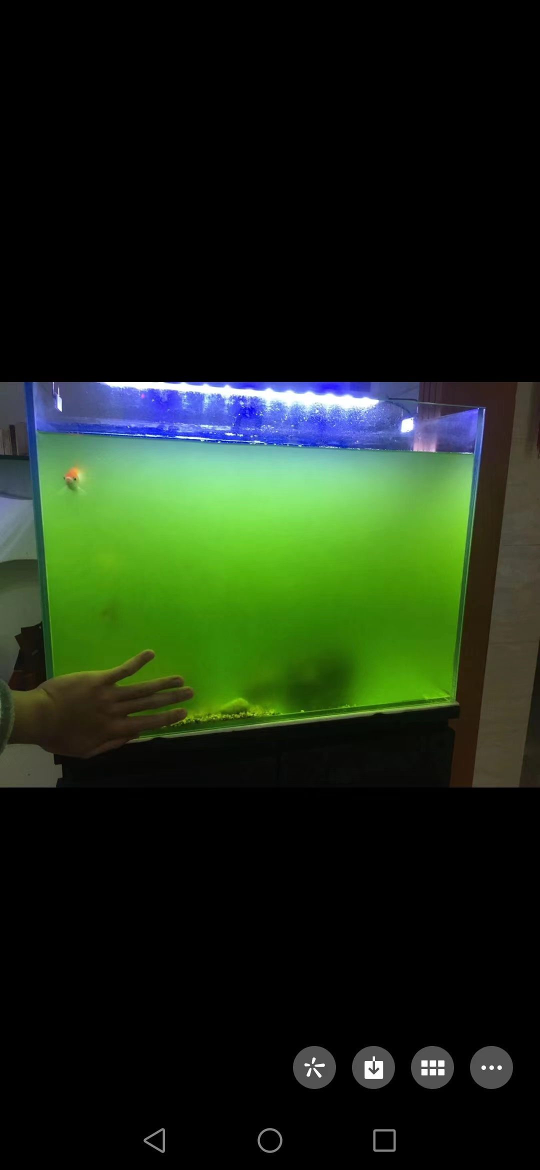 藻类植物可以预防疾病吗,杀菌盐可以预防藻类吗