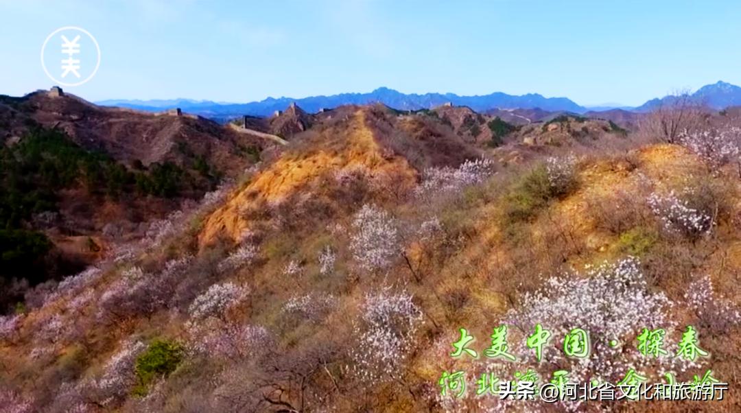 滦平金山岭杏花节,5.1长城旅游视频