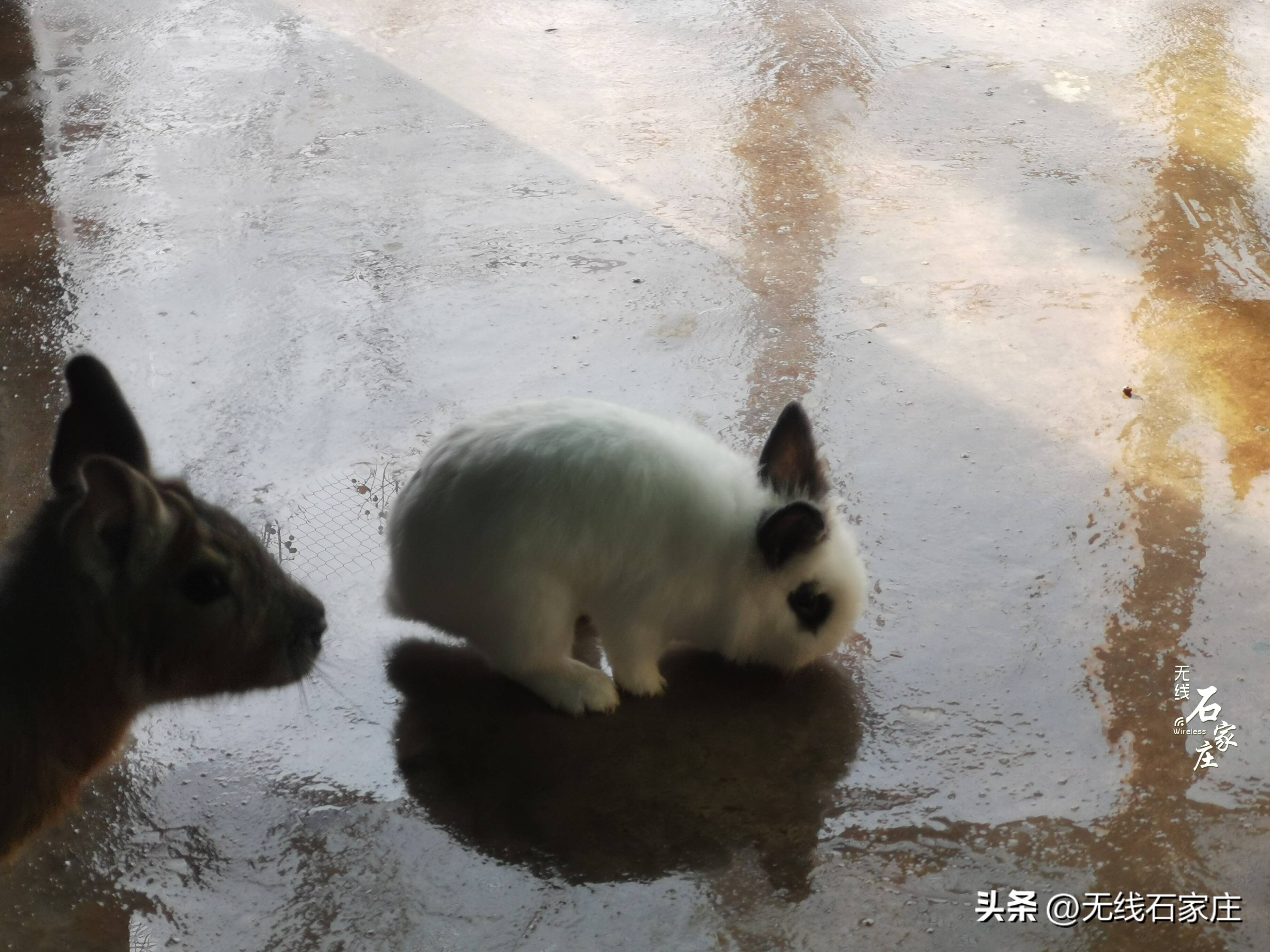 2022年石家庄动物园春节活动,石家庄动物园元宵节