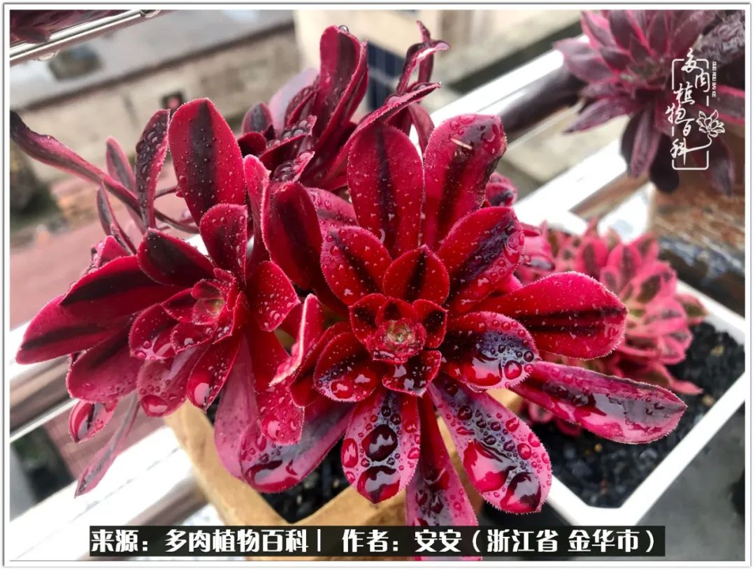 多肉法师花卉品种大全,多肉法师为什么叫法师