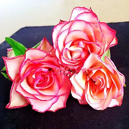 旋转木马和粉扇月季区别,月季旋转木马怎么养