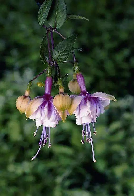 花朵壁纸横版,花朵招财壁纸