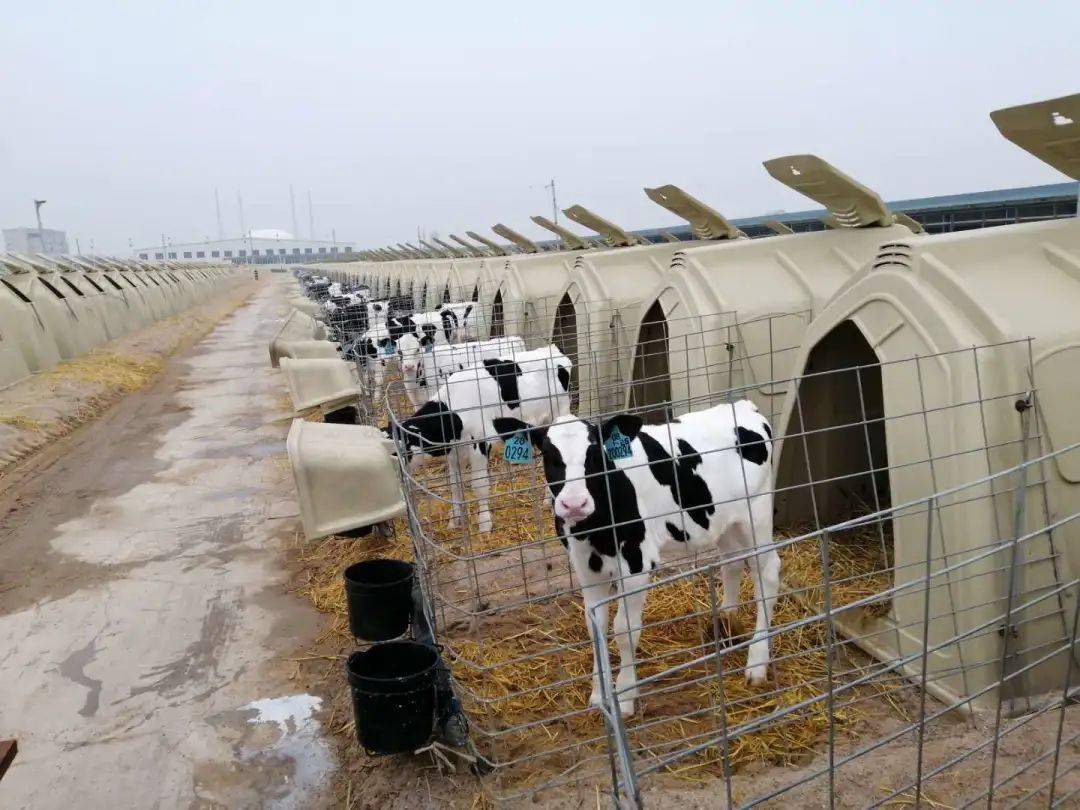 奶牛规模化养殖场建设方案,奶牛养殖场建设的标准是