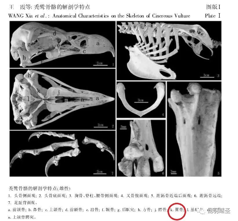 扒一扒西方历史,扒一扒张大千的画皮