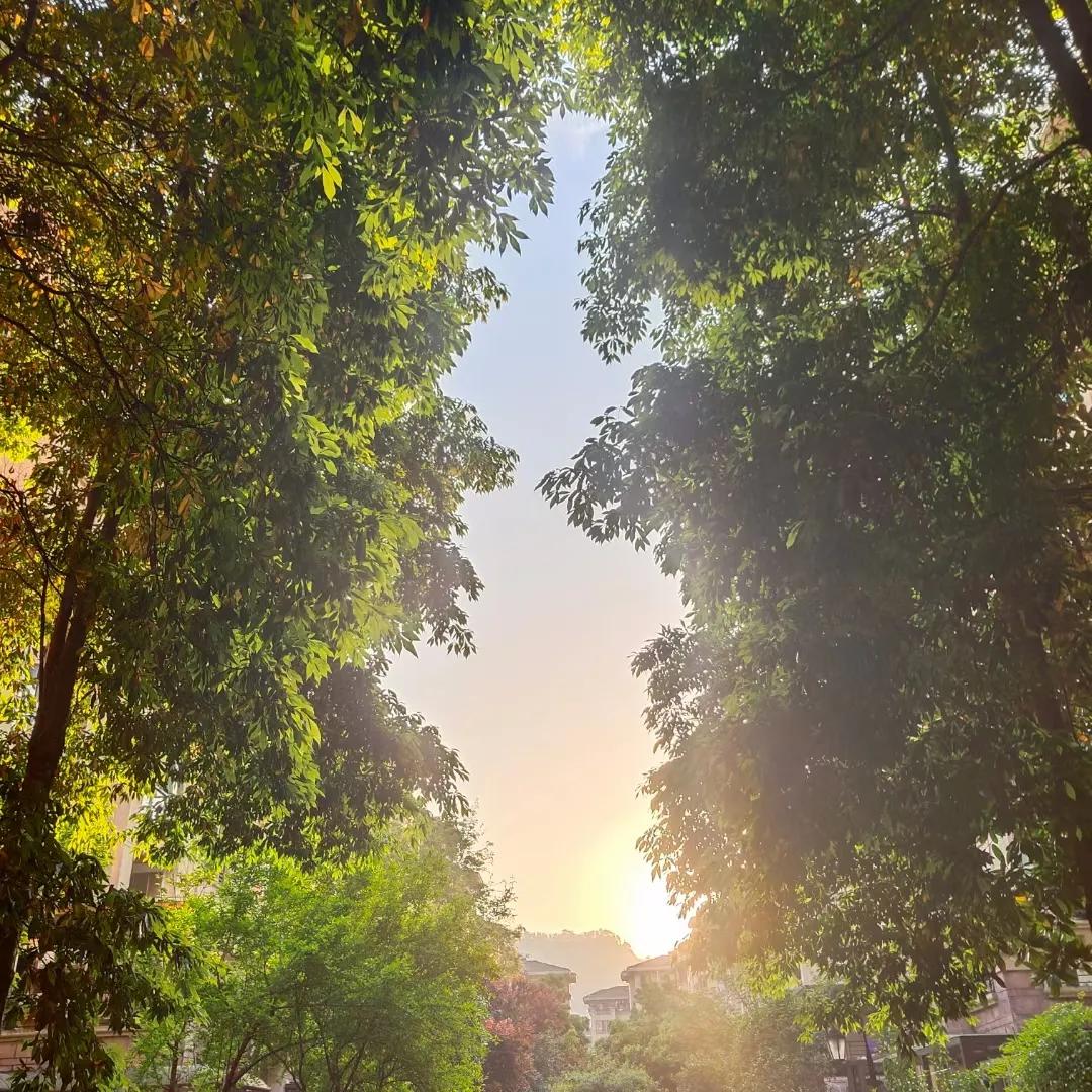 小区的景色的作文100字,小区环境的变化的作文