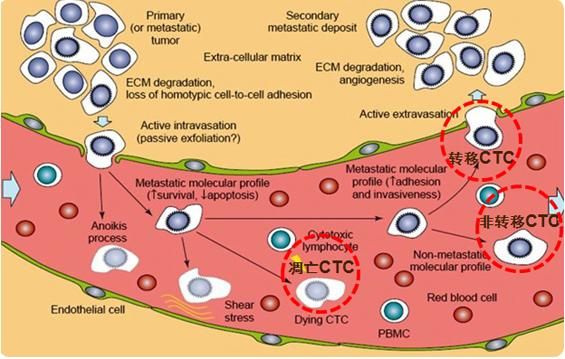 有关癌症的循证问题,癌症临床试药有治愈的吗