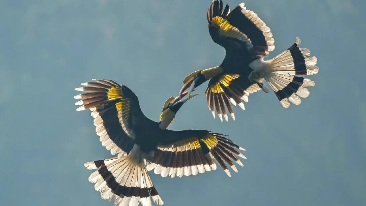 现存的盔犀鸟,头盔犀鸟