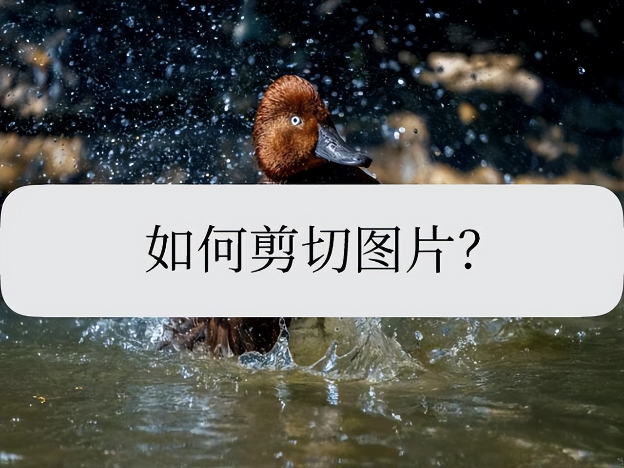 如何剪切图片形状,如何剪切图片教学新手