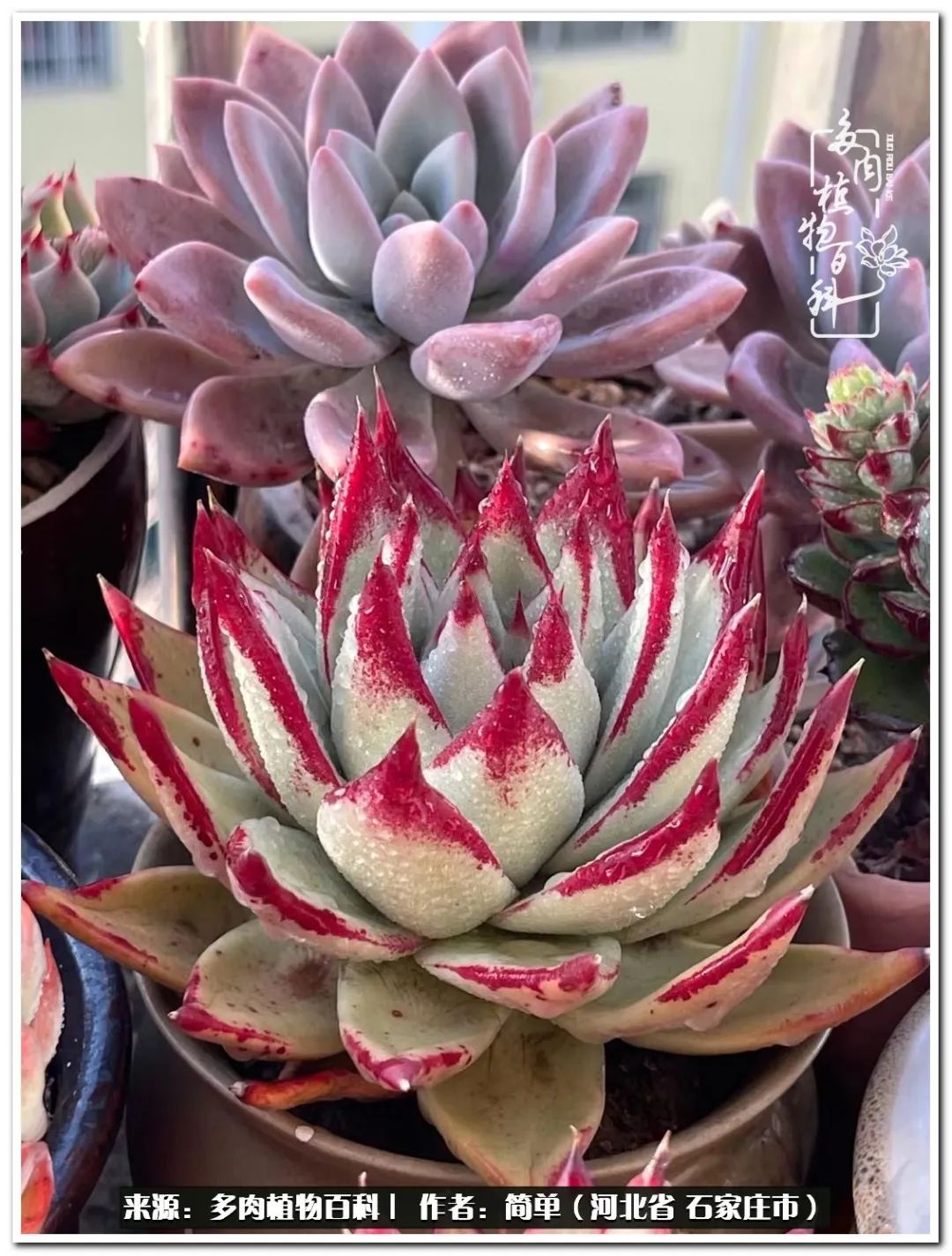 自从养了多肉以后视频,养多肉治愈生活中的疲惫和琐碎