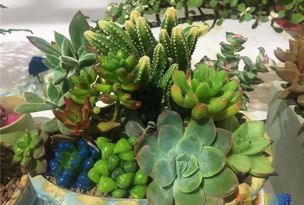 京南永清花卉批发市场,京南花卉批发市场