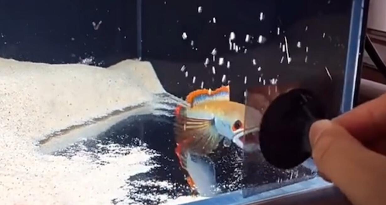 雷龙在缸里一直洗鳃是什么原因,雷龙鱼鼓鳃每次训练几分钟