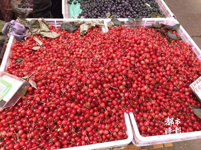 昆明今年樱桃采摘,新鲜樱桃上市