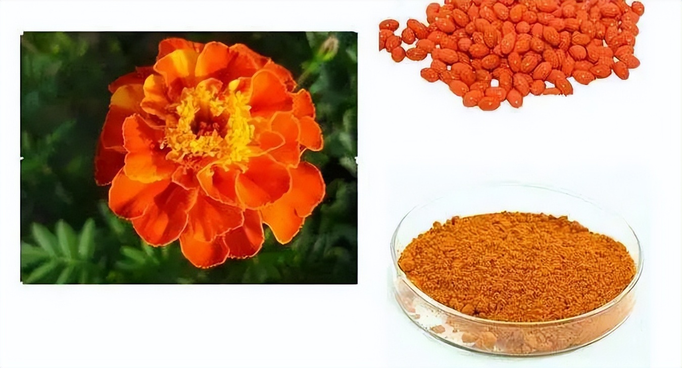 叶黄素对儿童预防近视有作用吗,小学生吃叶黄素可以预防近视吗