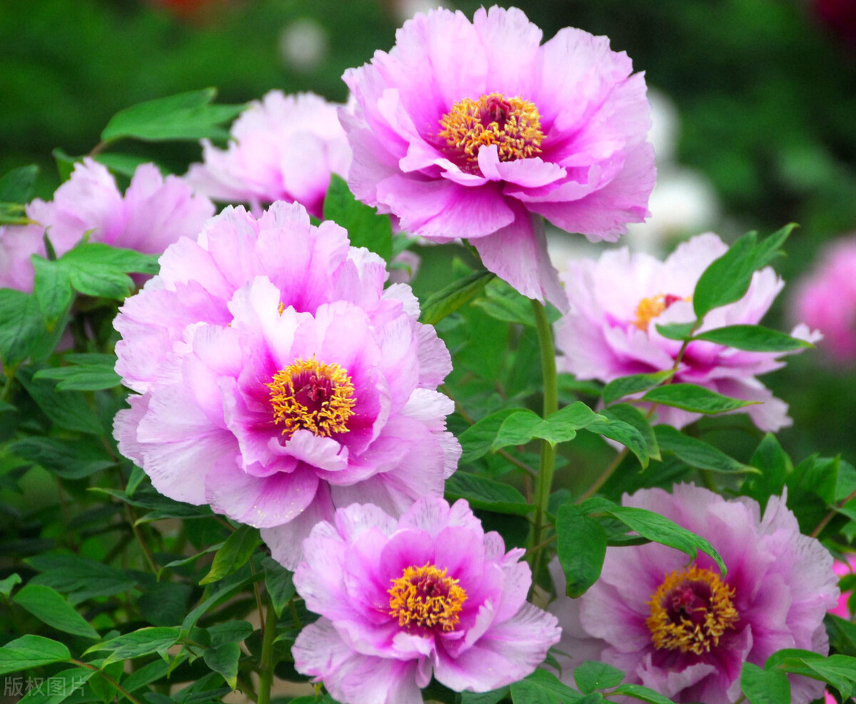 关于春风的诗100首,现代原创春天的诗