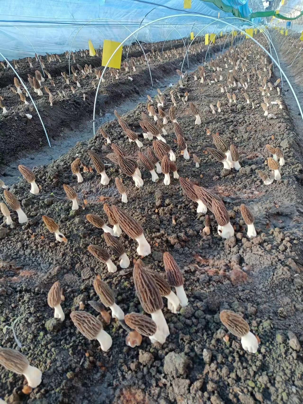 香坊区成高子镇打造商贸重镇旅游名镇宜居新镇