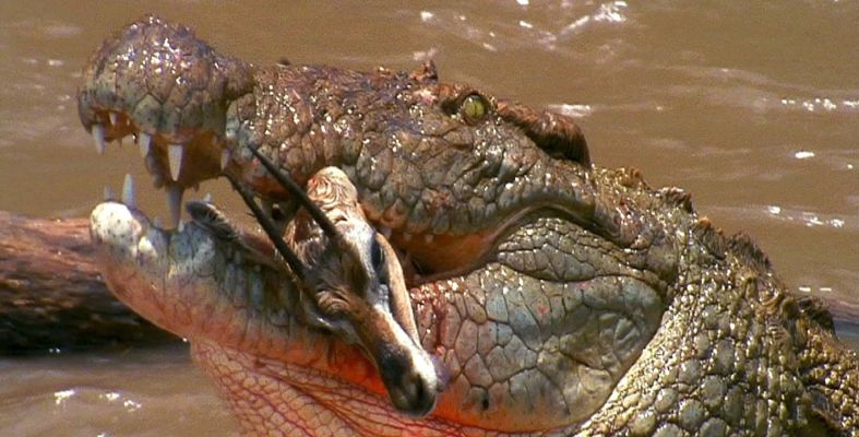 尼罗鳄vs非洲象,尼罗鳄打得过狮子吗