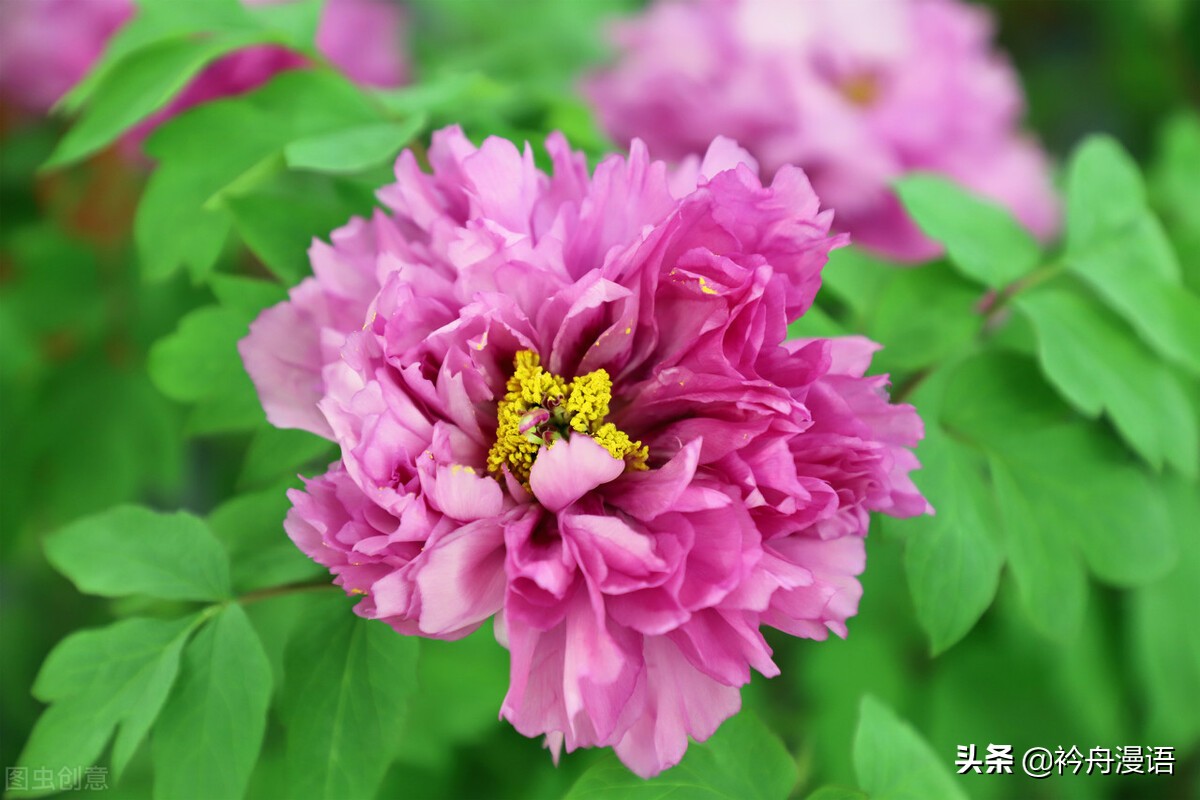 牡丹真国色花开时节动京城的意思,牡丹真国色花开时节动京城谁写的