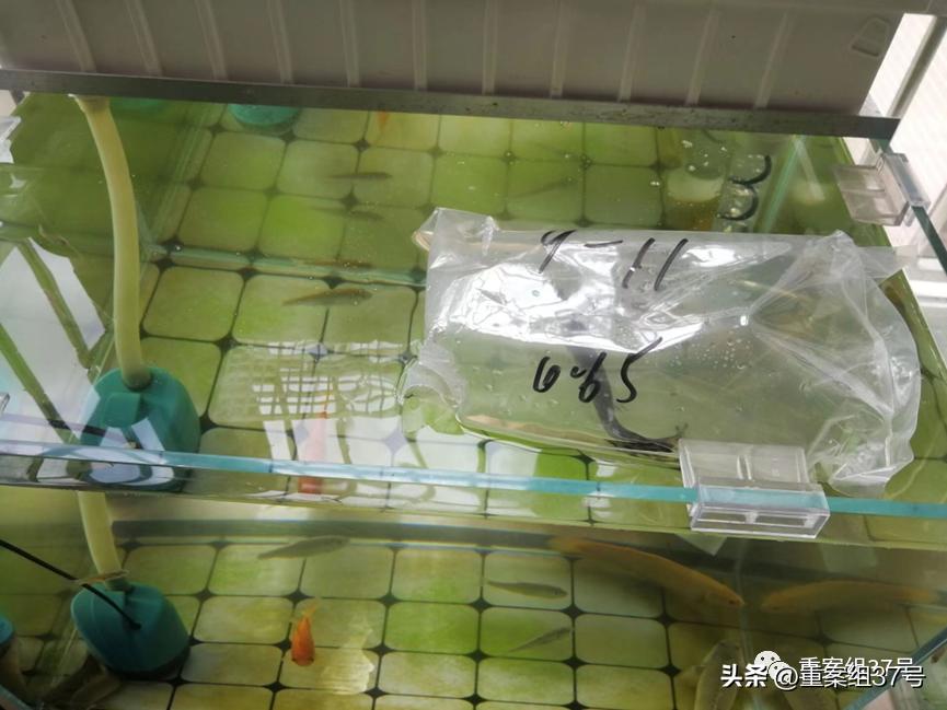 槌勯泙槌濊缃戝簵鎹㈠悕鍞崠,槌勯泙槌濊瀹氫负澶栨潵鐗╃