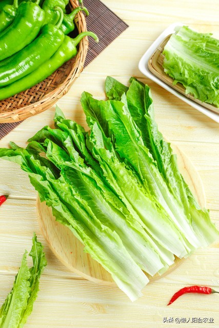 什么青菜可以四季种植,怎样种植青菜才好