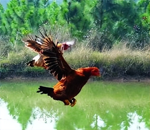 鸡兔同笼五种经典解法,鸡兔同笼解法有列表法