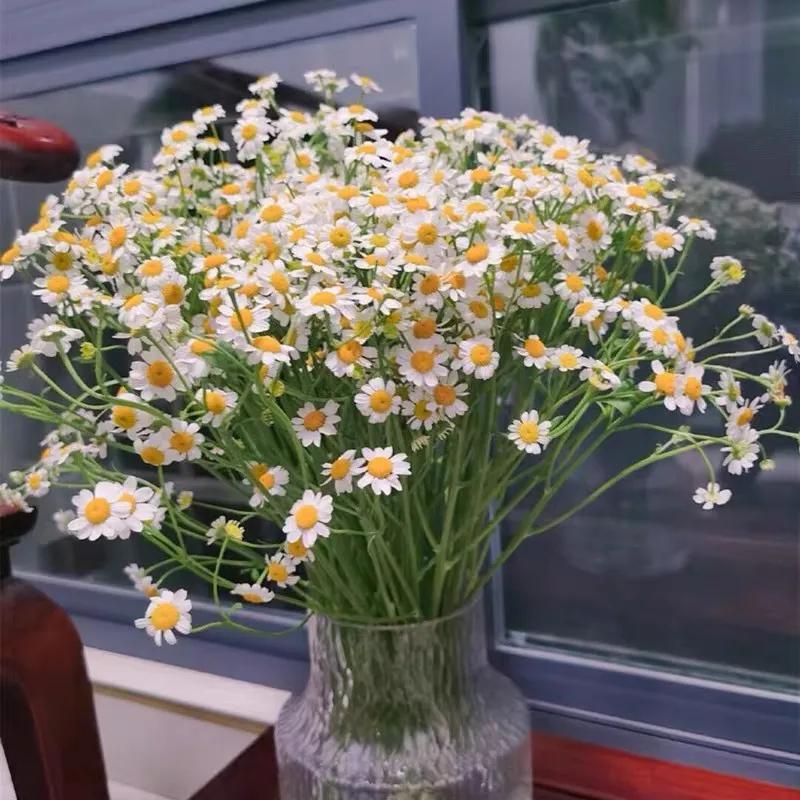 我的植物朋友洋甘菊,每天带你认识一种植物