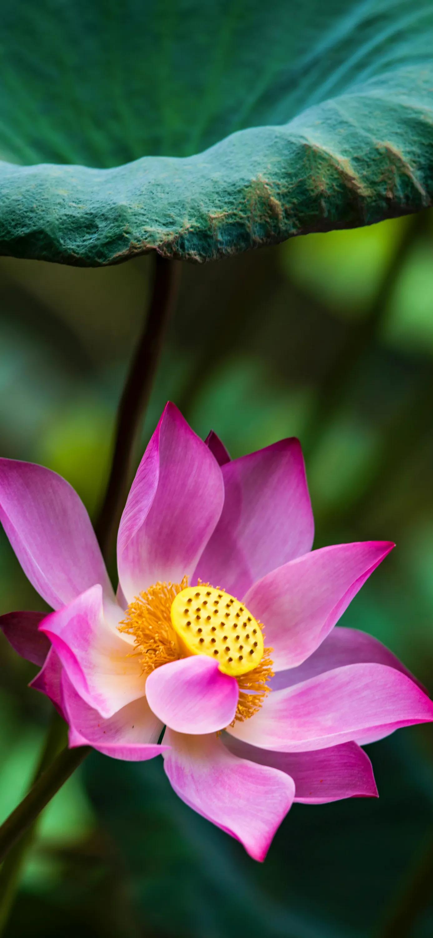全屏荷花手机壁纸,唯美荷花手机壁纸