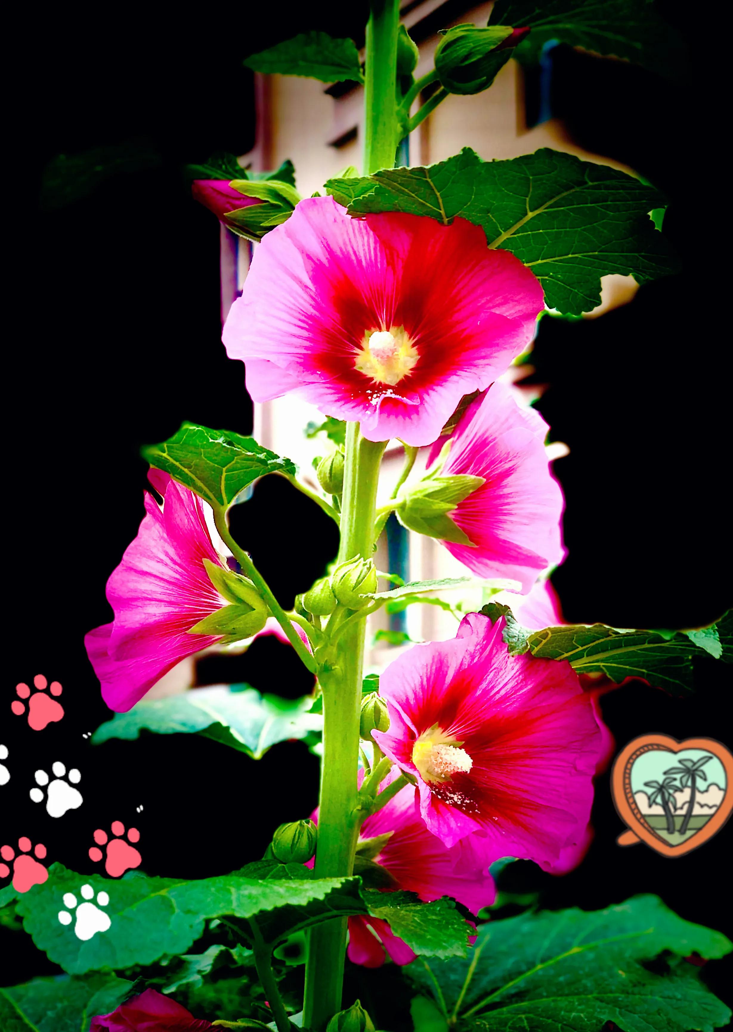 生活的极致就是化繁为简,极简是一种生活态度越简单越精致