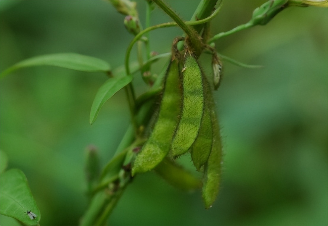 四川省大山发现野生大豆,四川省发现野生大豆