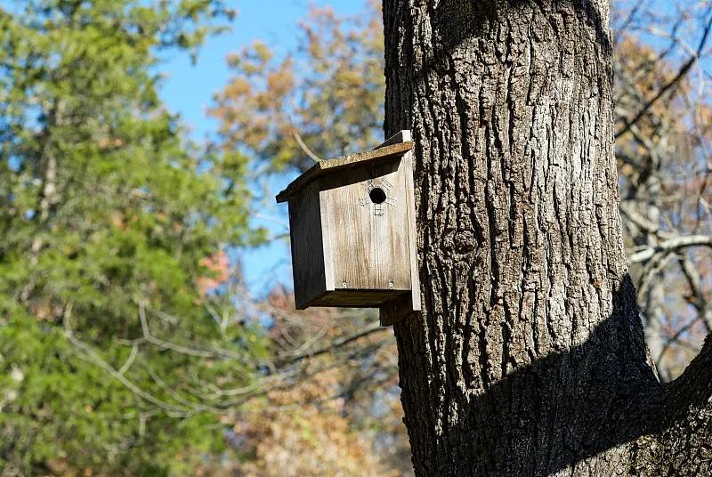 什么宠物对纯素食者最好,好养且可以食用的宠物有哪些