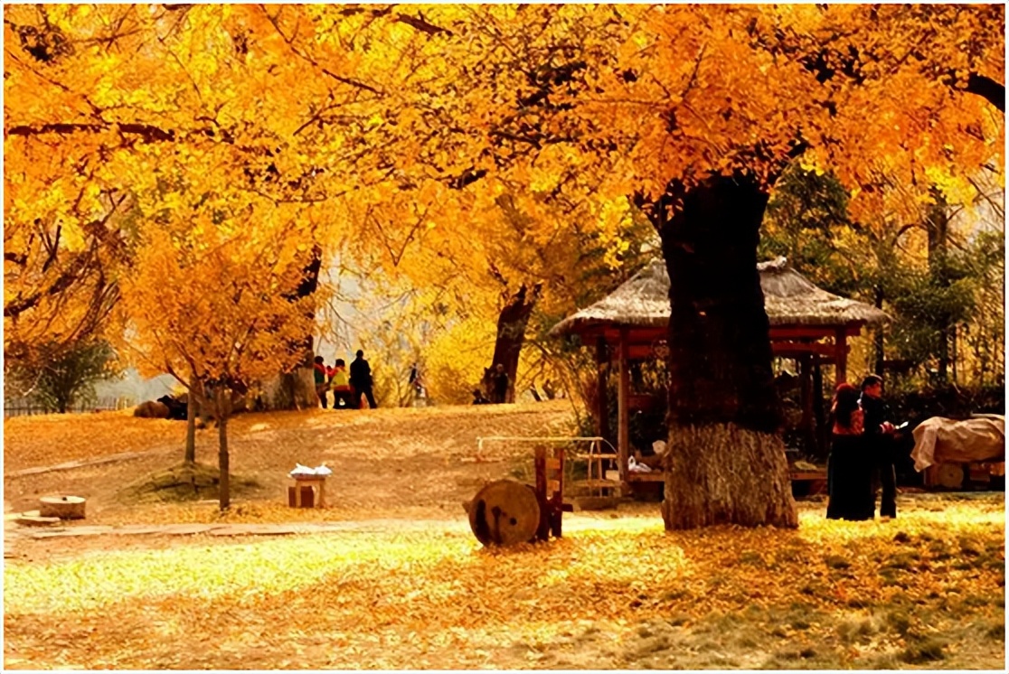 中国千年银杏谷住宿,中国千年银杏谷