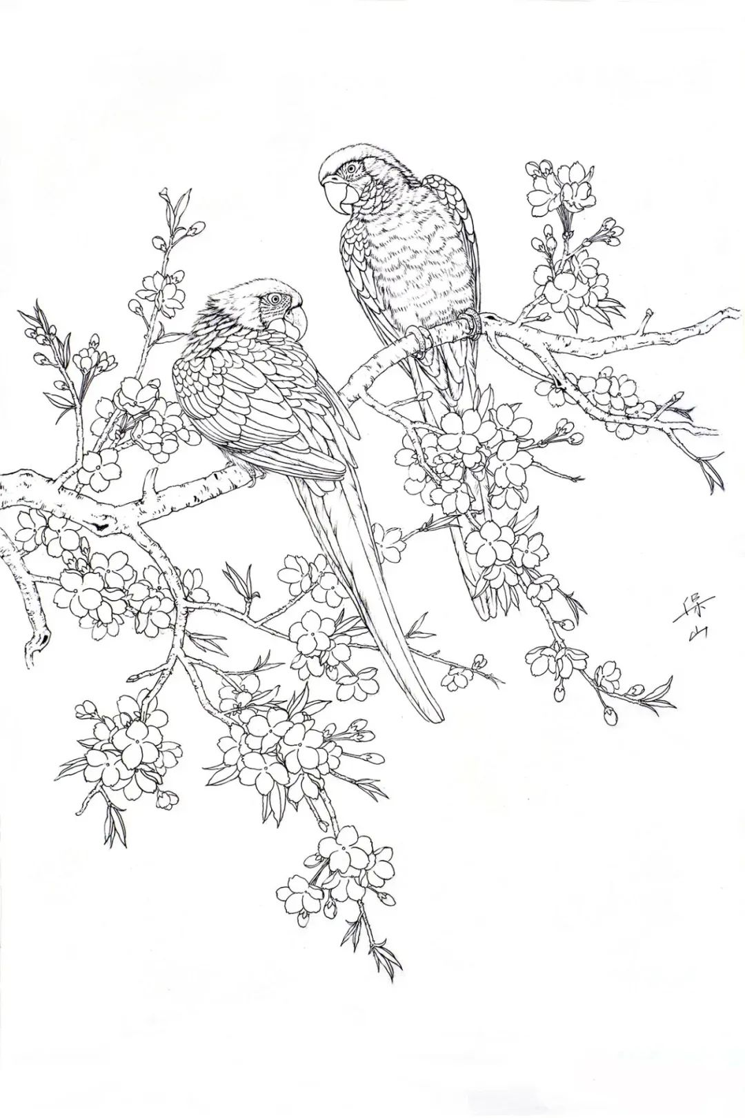 工笔画鹦鹉技法大全,工笔鹦鹉的画法和视频