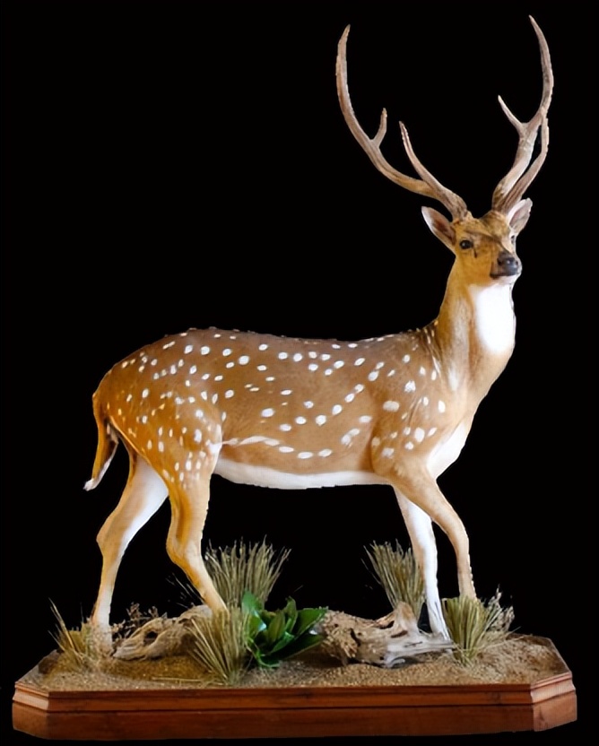 复制宠物赚“情感钱”，山村小伙走出条不同寻常人生之路