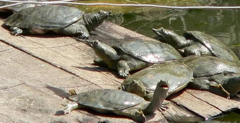 在田里挖到一只甲鱼能吃吗,土里挖出的甲鱼能吃吗
