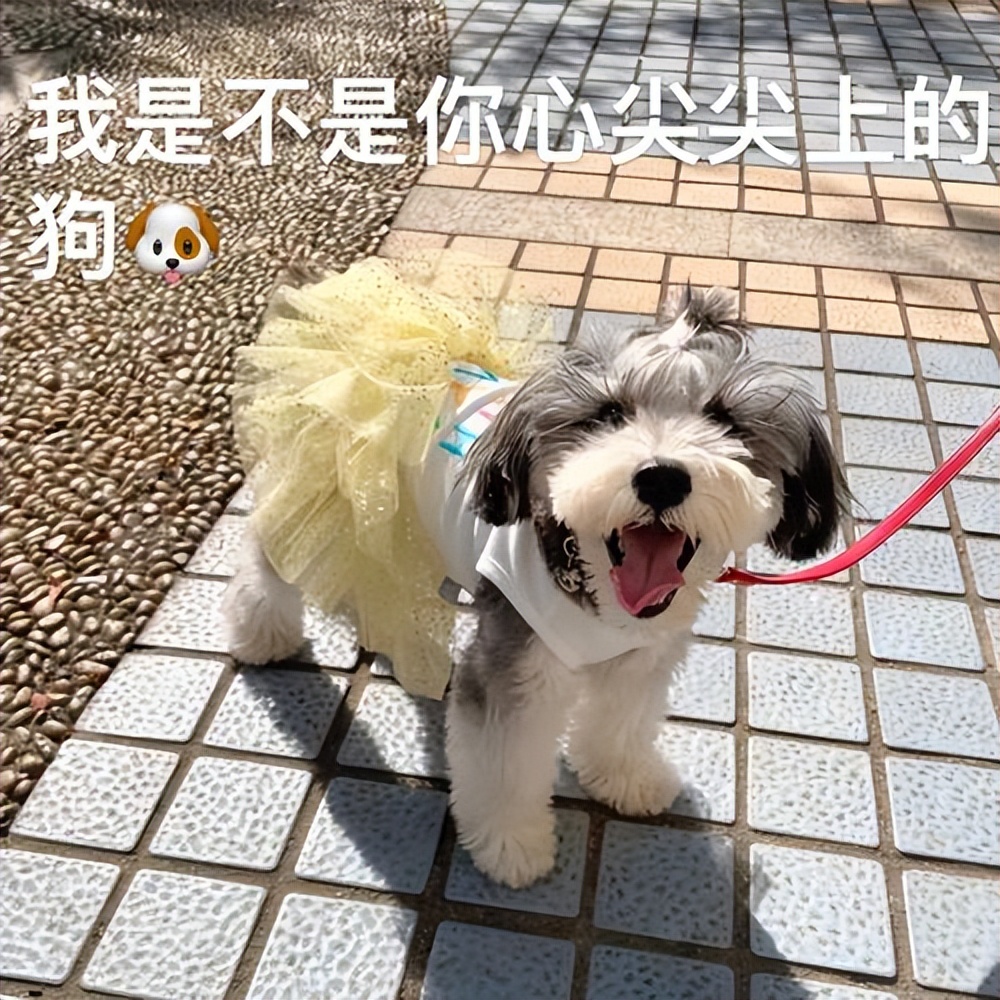 建议穷人养的10种狗爱干净,公认好养的6种狗特别适合新手