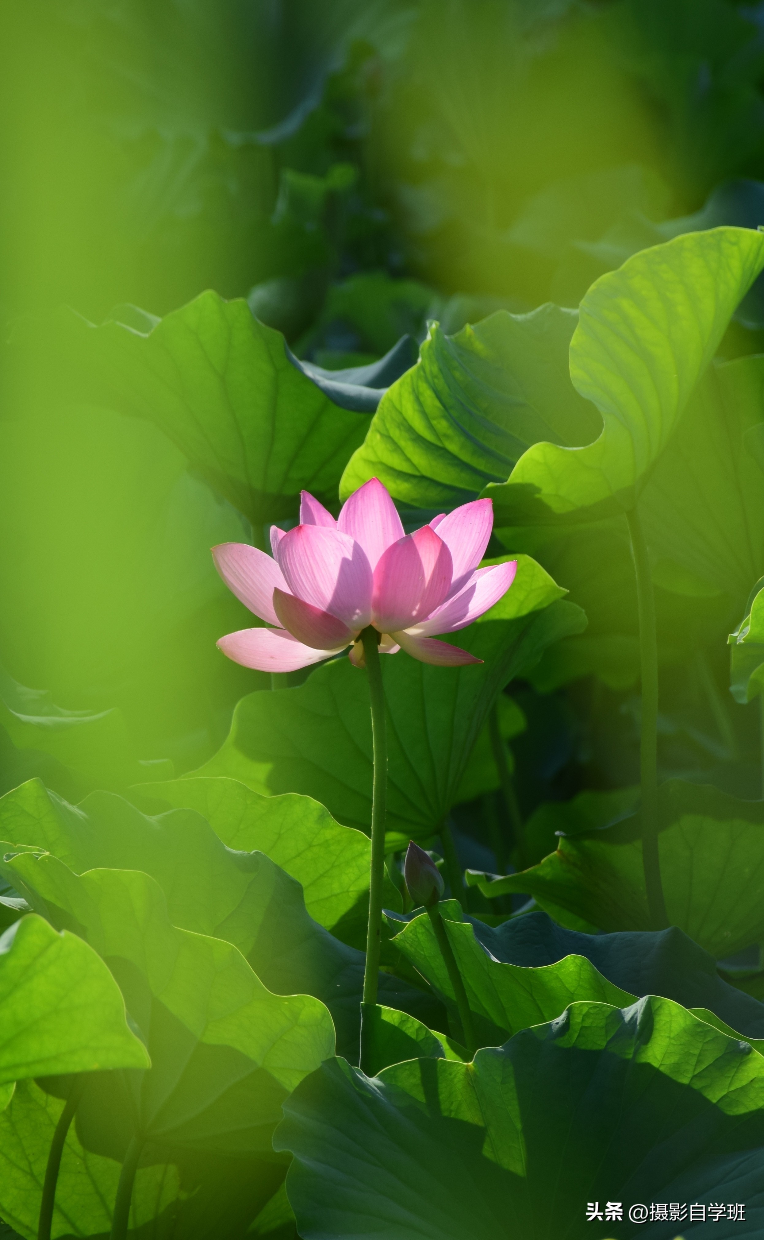 第二十一届摄影作品征稿,摄友投稿图片