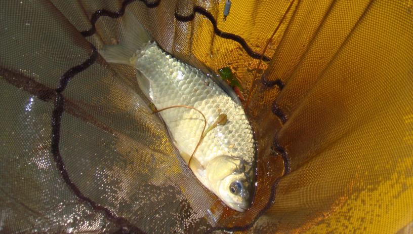 目前哪个的商品饵比较好用,哪款商品饵搭配最好用