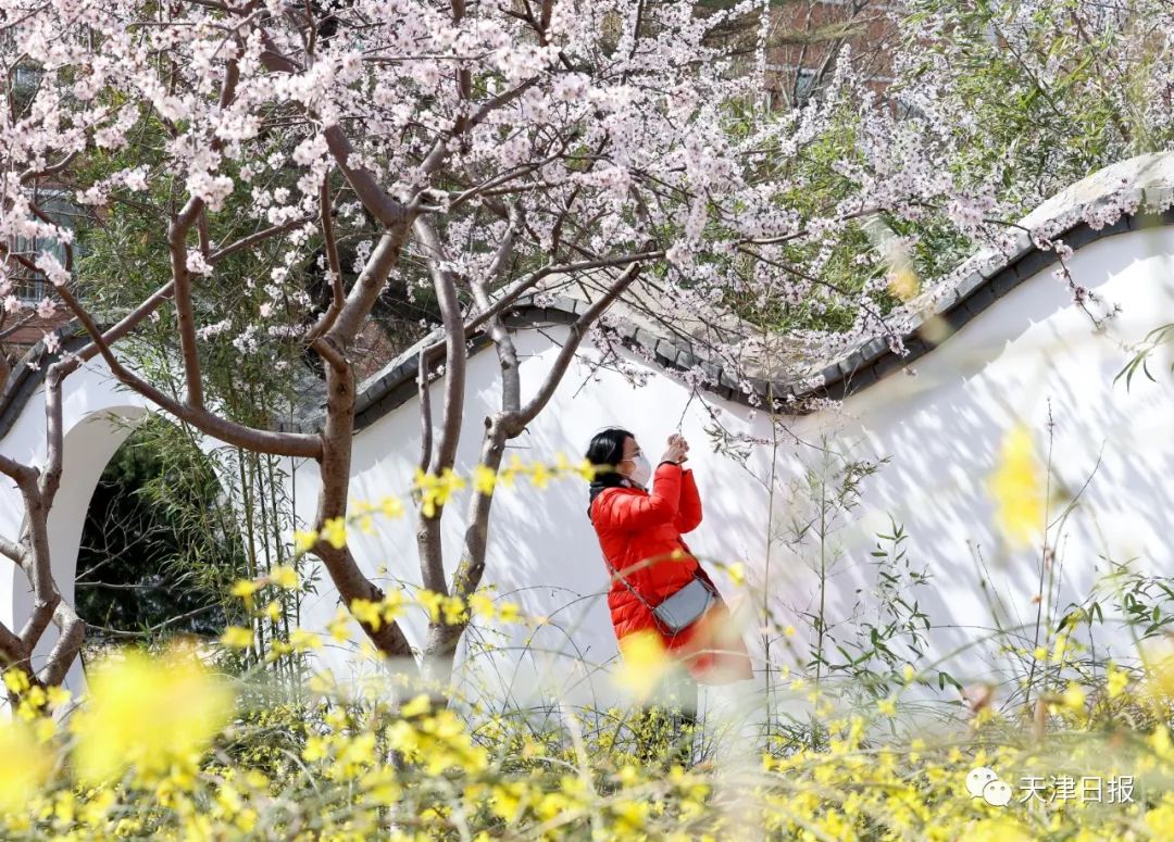 今年天津的桃花堤的桃花节是几号,天津桃花节旅游线路推介